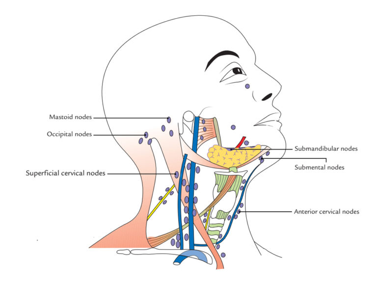 Où se trouvent les ganglions lymphatiques PlaneteFemmes Magazine d informations pour les