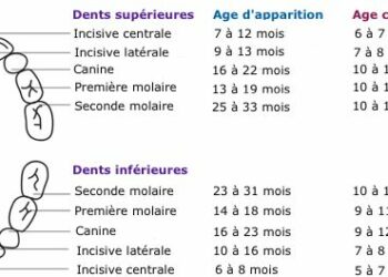 Archives Des A Quel Age On Perd Ses Dents Planetefemmes Magazine D