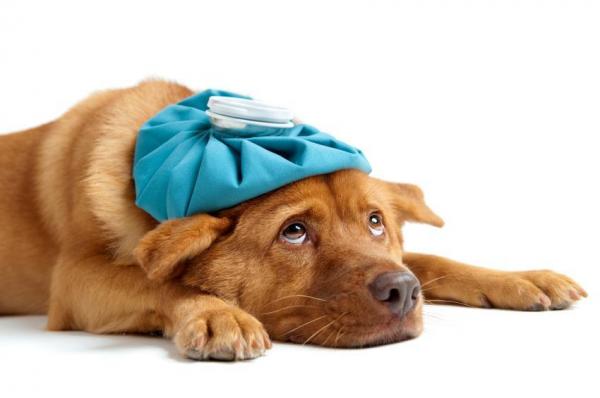 Quels Sont Les Sympt Mes Du Stress Chez Le Chien Planetefemmes