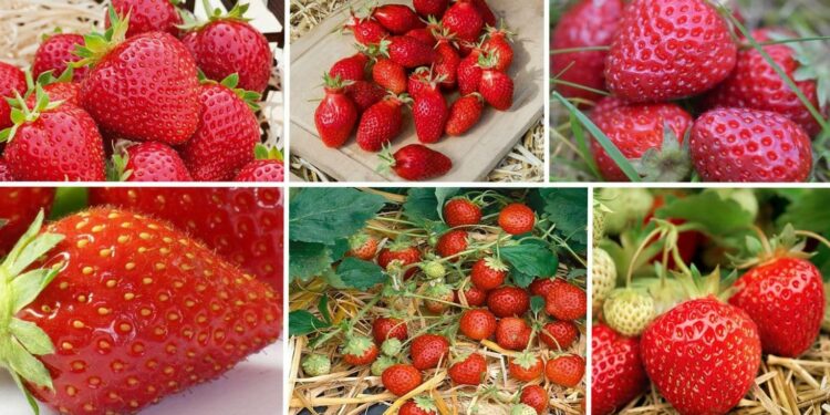 Pourquoi Il Ne Faut Pas Manger Des Fraises Planetefemmes Magazine