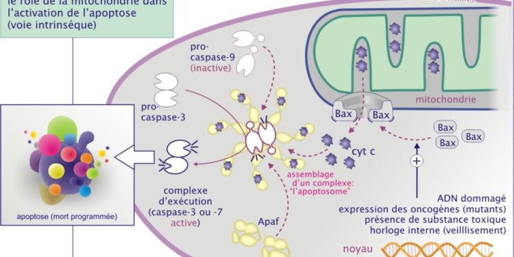 Quel est le rôle des mitochondries dans les cellules eucaryotes