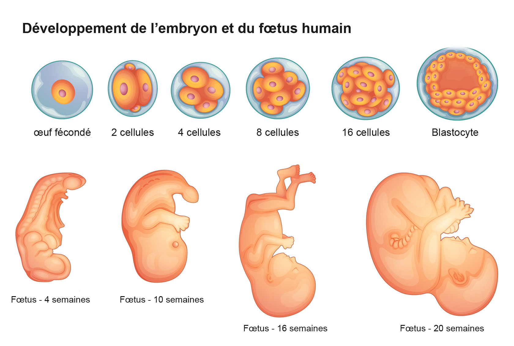 Quand Débute Le 7ème Mois De Grossesse Planetefemmes Magazine Dinformations Pour Les 