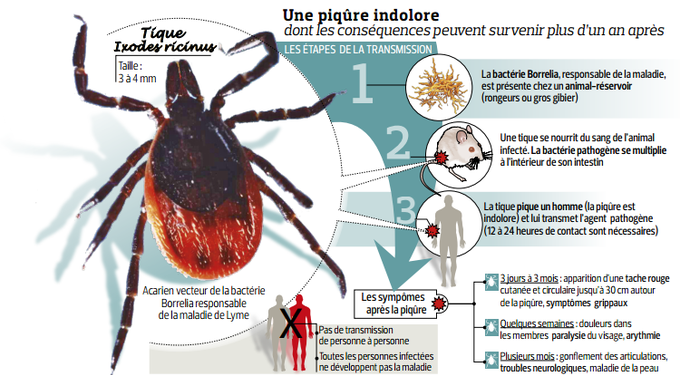 Comment Connaître Le Stade De La Maladie De Lyme ? - PlaneteFemmes ...